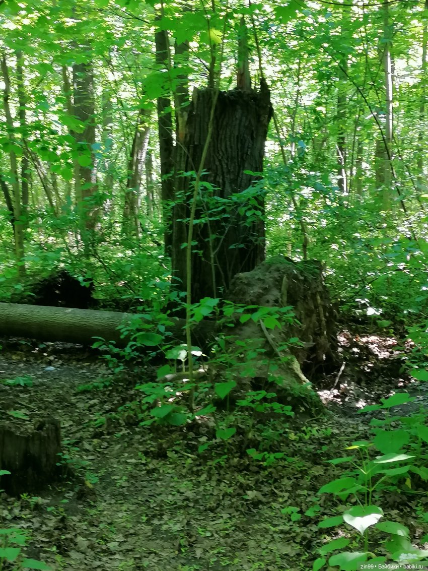 Главный ботанический сад имени Н. В. Цицина РАН, и Федра Rainbow hihg