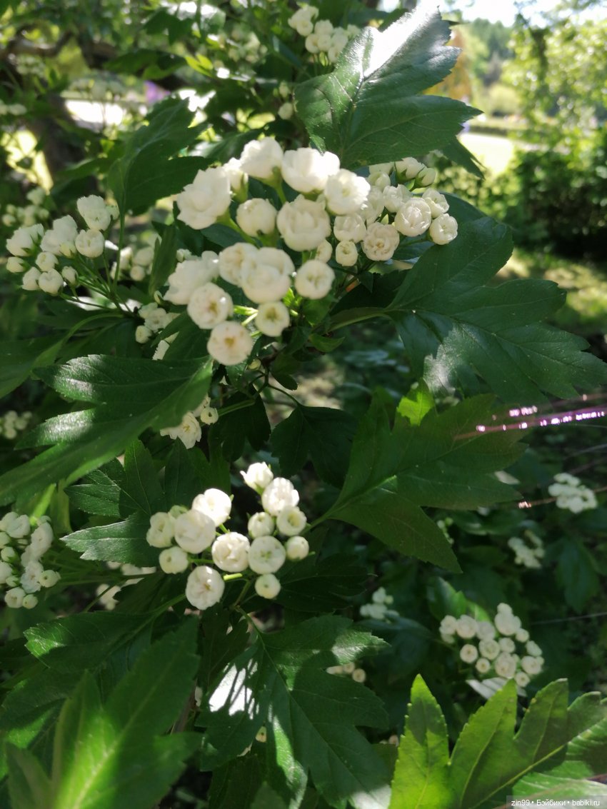 Главный ботанический сад имени Н. В. Цицина РАН, и Федра Rainbow hihg