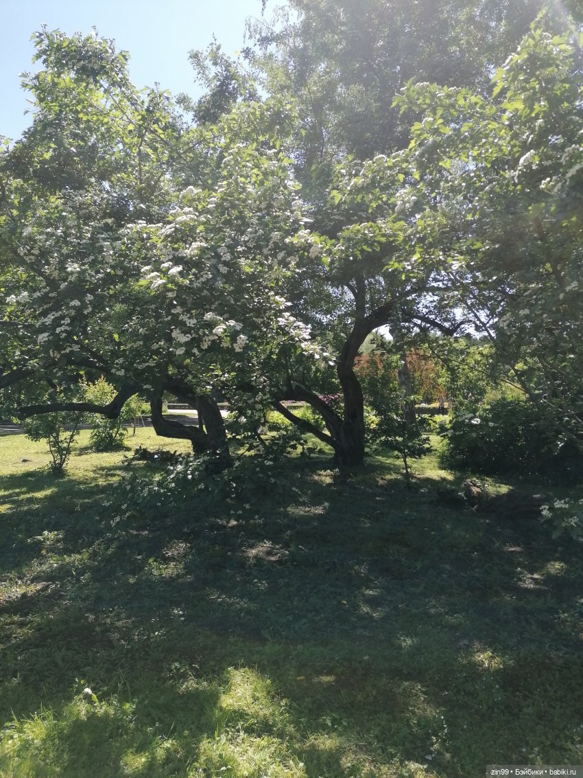 Главный ботанический сад имени Н. В. Цицина РАН, и Федра Rainbow hihg