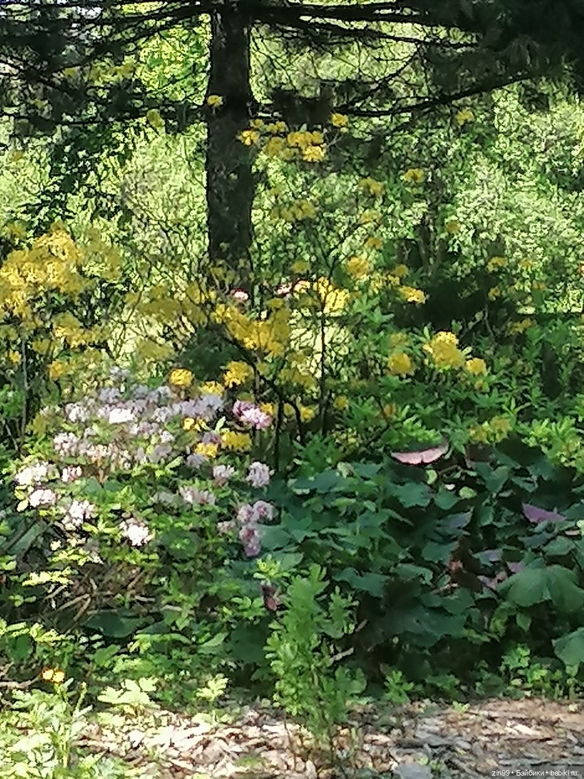 Главный ботанический сад имени Н. В. Цицина РАН, и Федра Rainbow hihg