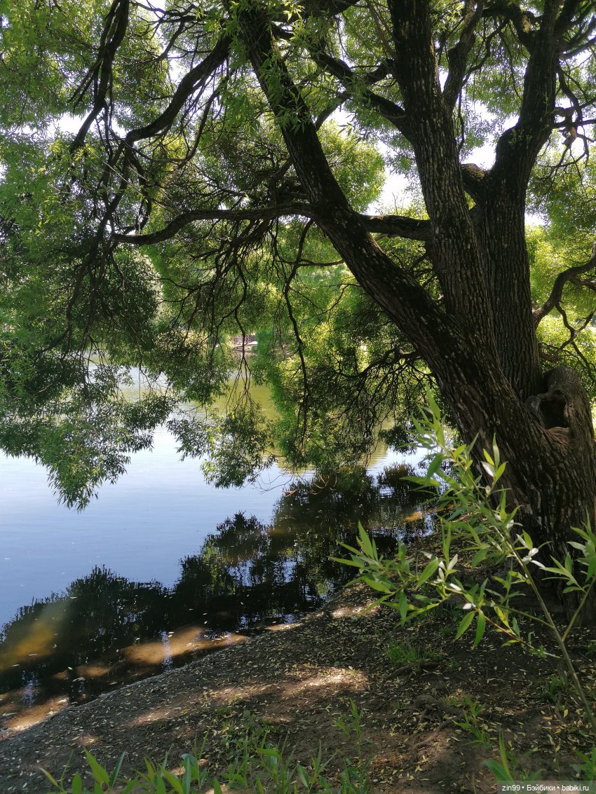 Главный ботанический сад имени Н. В. Цицина РАН, и Федра Rainbow hihg