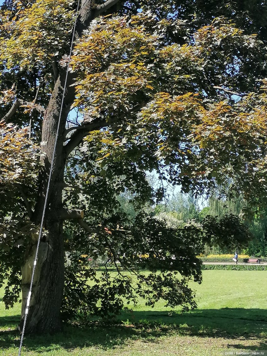 Главный ботанический сад имени Н. В. Цицина РАН, и Федра Rainbow hihg