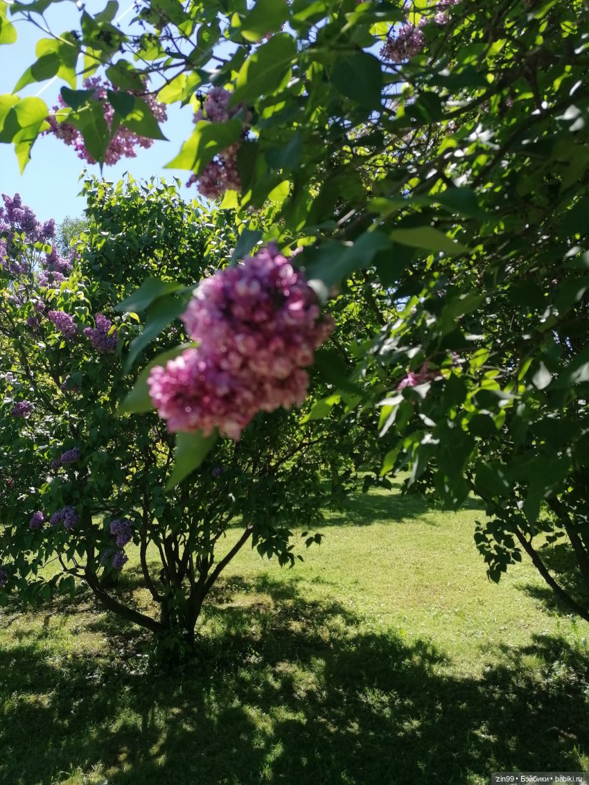 Главный ботанический сад имени Н. В. Цицина РАН, и Федра Rainbow hihg