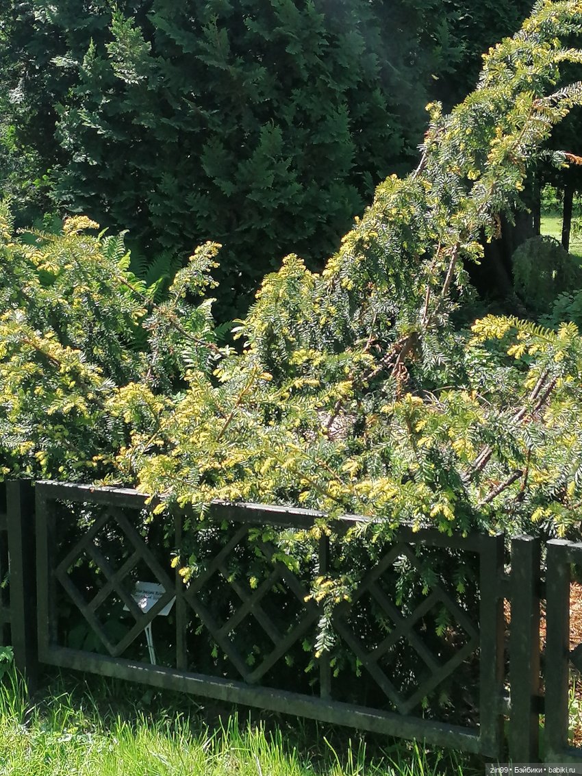 Главный ботанический сад имени Н. В. Цицина РАН, и Федра Rainbow hihg