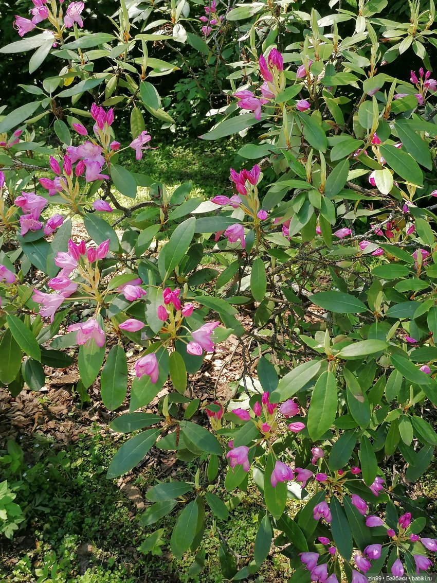 Главный ботанический сад имени Н. В. Цицина РАН, и Федра Rainbow hihg