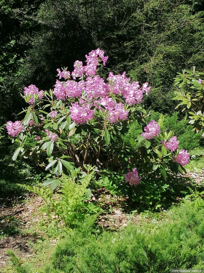 Главный ботанический сад имени Н. В. Цицина РАН, и Федра Rainbow hihg