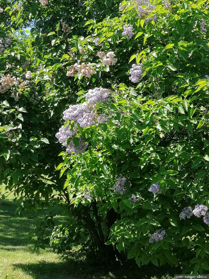 Главный ботанический сад имени Н. В. Цицина РАН, и Федра Rainbow hihg