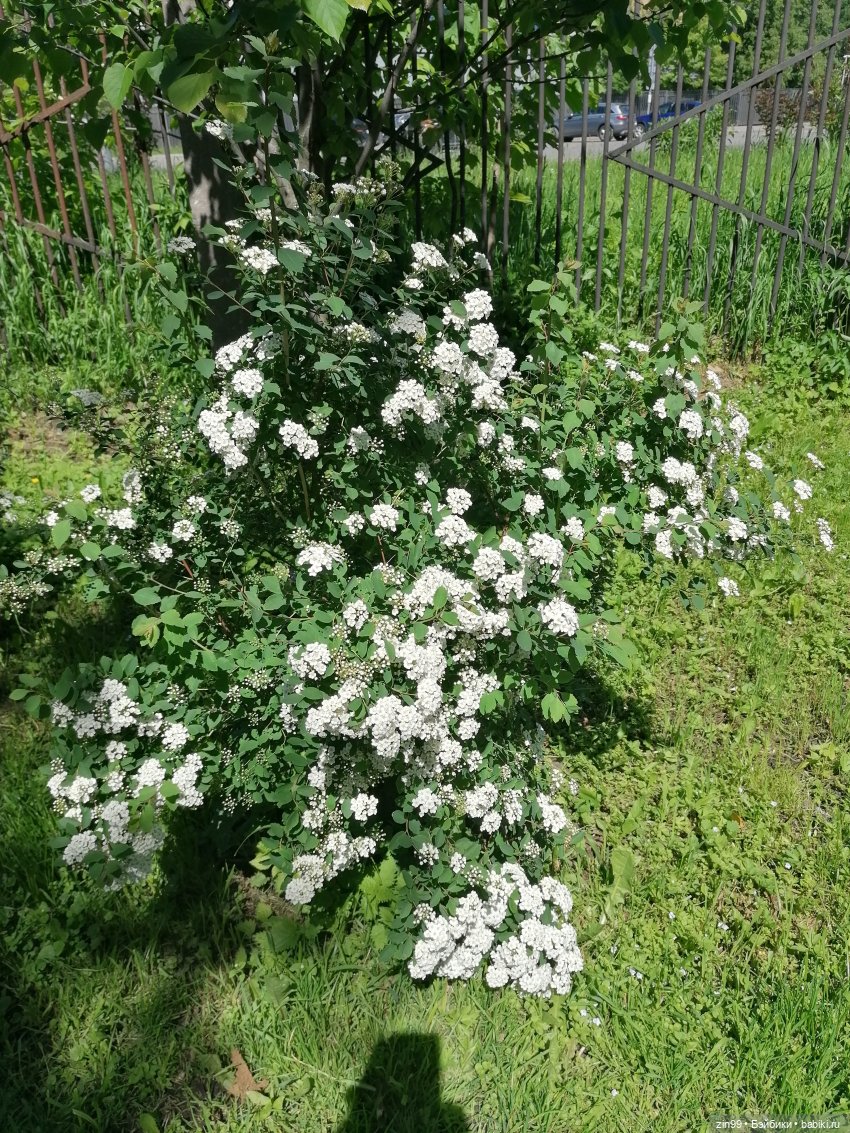 Главный ботанический сад имени Н. В. Цицина РАН, и Федра Rainbow hihg