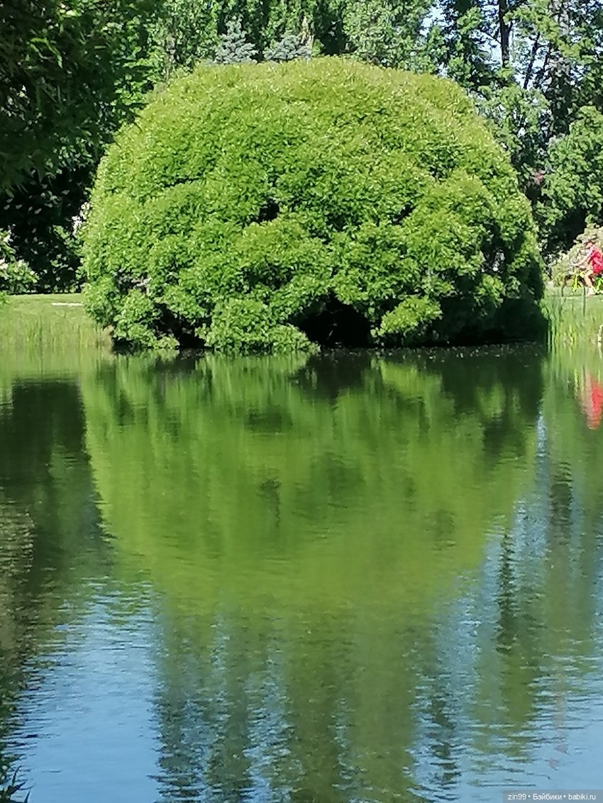 Главный ботанический сад имени Н. В. Цицина РАН, и Федра Rainbow hihg