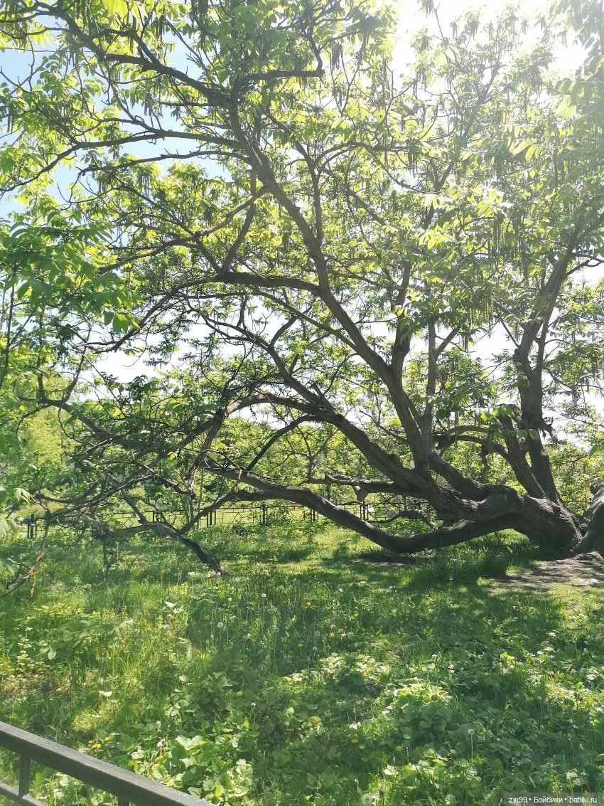 От Ботанического сада на ВДНХ с Федрой! Продолжение (фото 8)