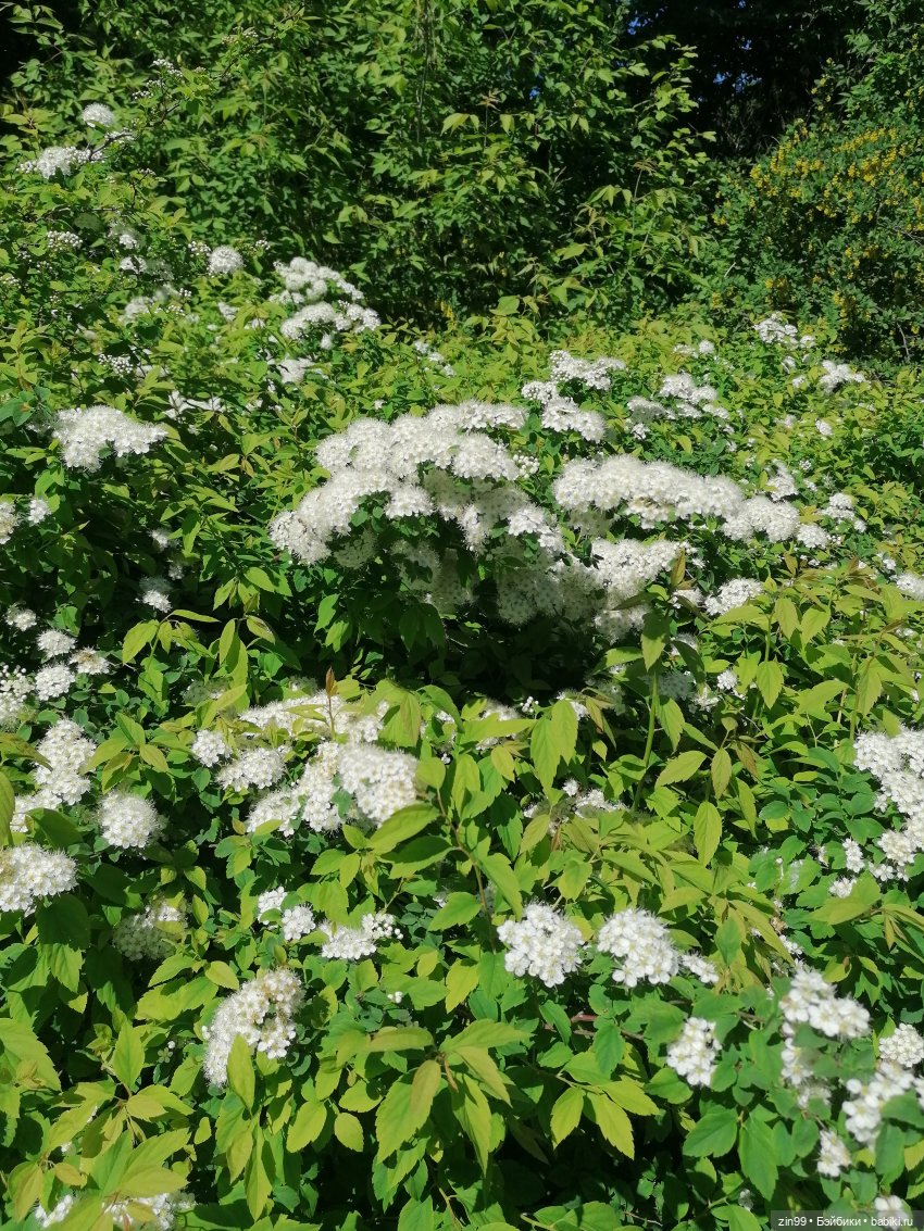 От Ботанического сада на ВДНХ с Федрой! Продолжение (фото 6)