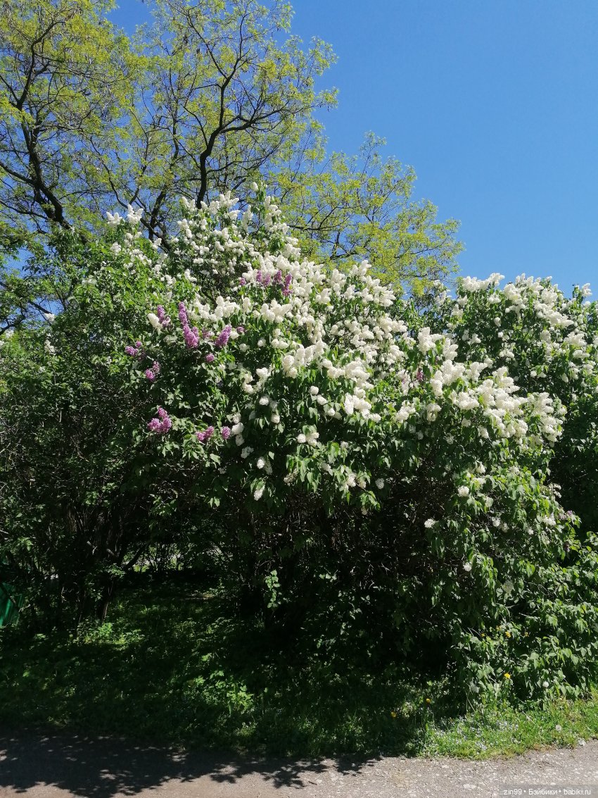 От Ботанического сада на ВДНХ с Федрой! Продолжение (фото 7)