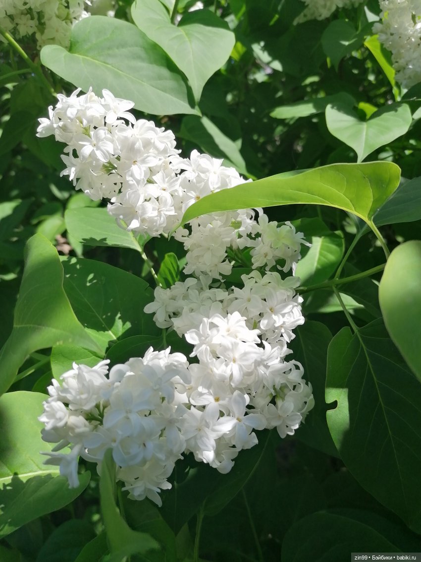 От Ботанического сада на ВДНХ с Федрой! Продолжение