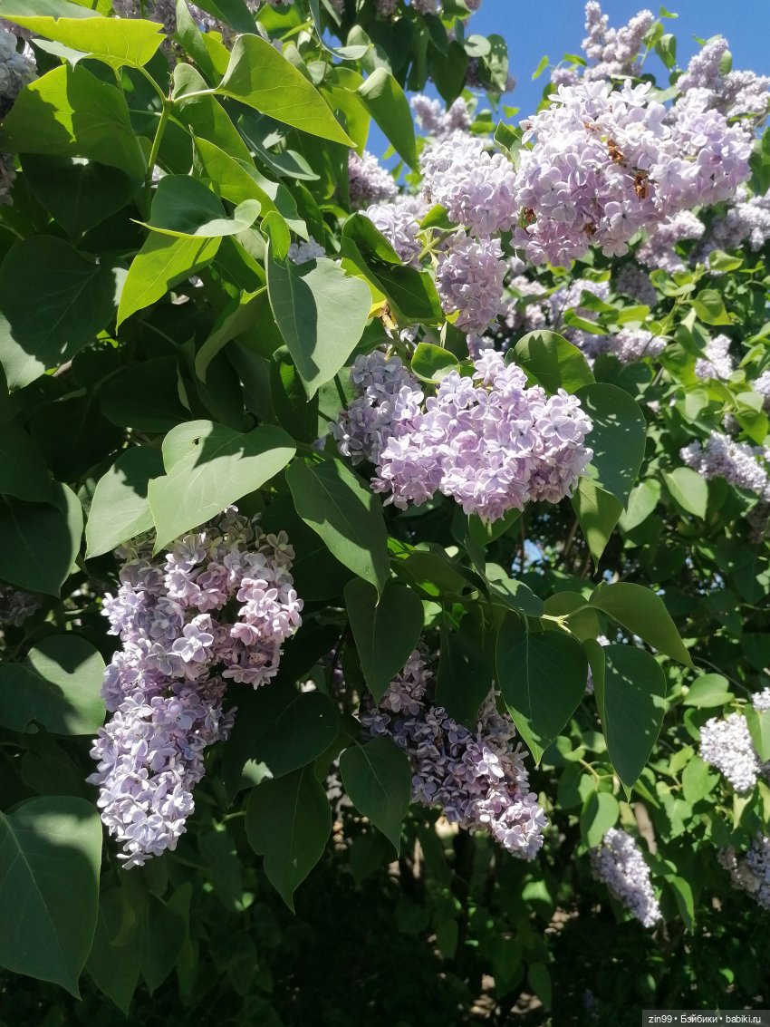 От Ботанического сада на ВДНХ с Федрой! Продолжение