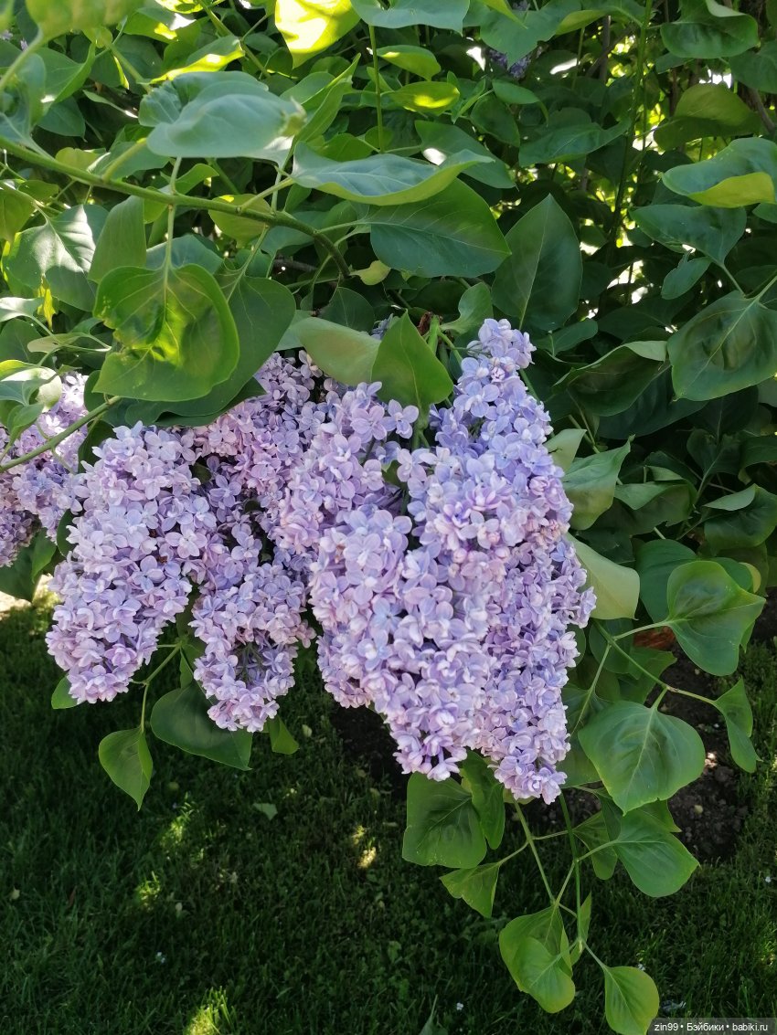 От Ботанического сада на ВДНХ с Федрой! Продолжение