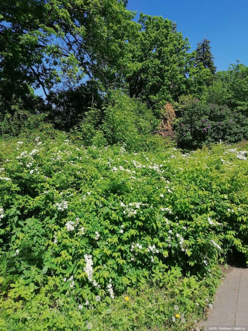 От Ботанического сада на ВДНХ с Федрой! Продолжение (фото 4)