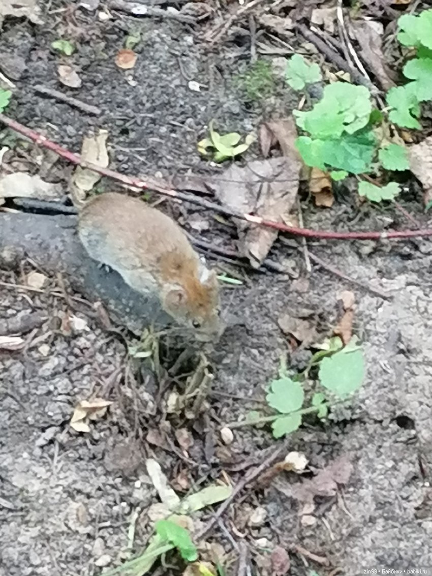 Дарья Rainbow в Орехово-Царицыно (фото 8)