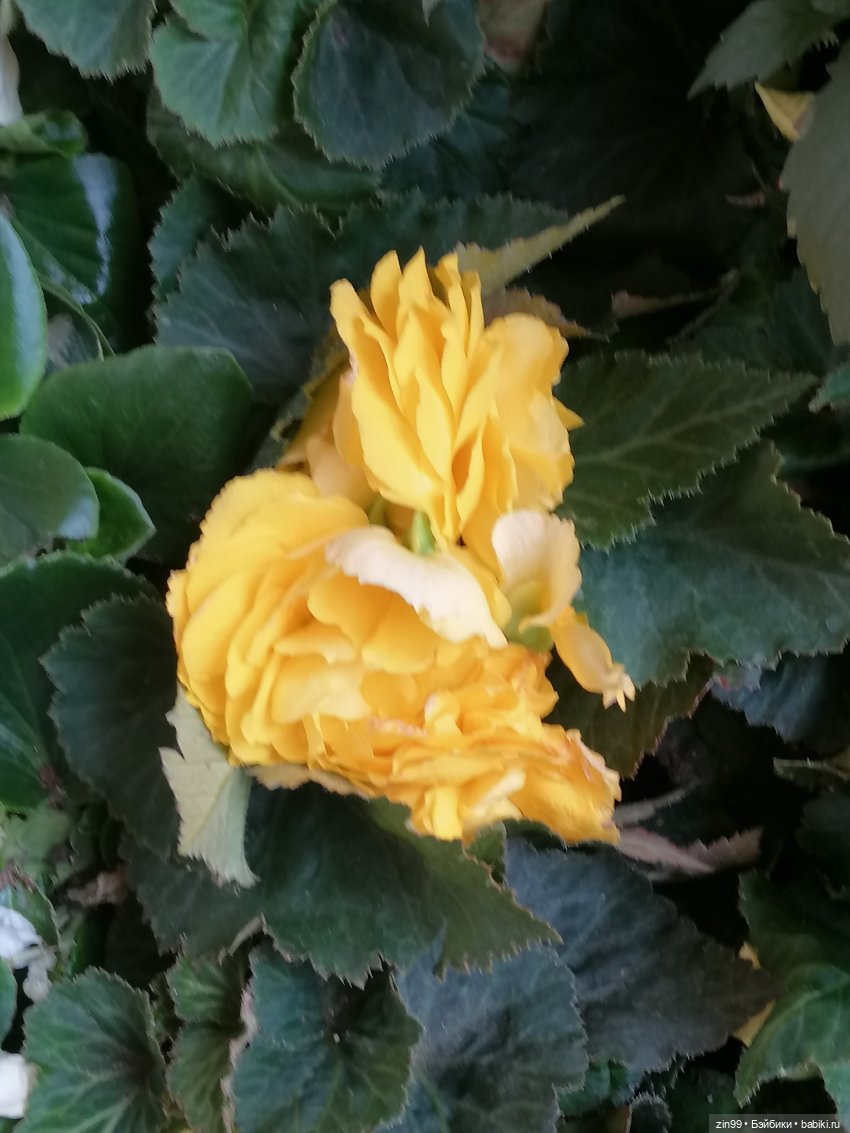 Дафна Минтон и ГУМ — Куклы Rainbow High (Рейнбоу Хай (фото 4)