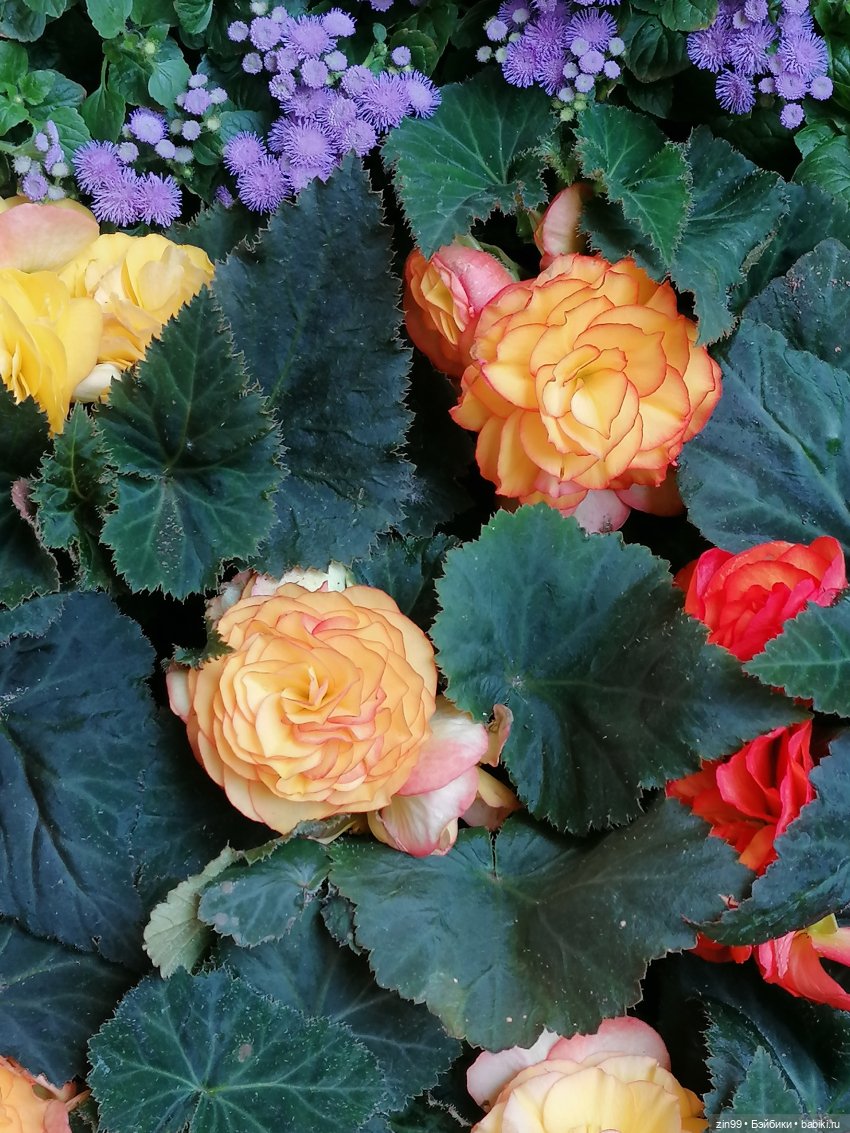 Дафна Минтон и ГУМ — Куклы Rainbow High (Рейнбоу Хай (фото 3)