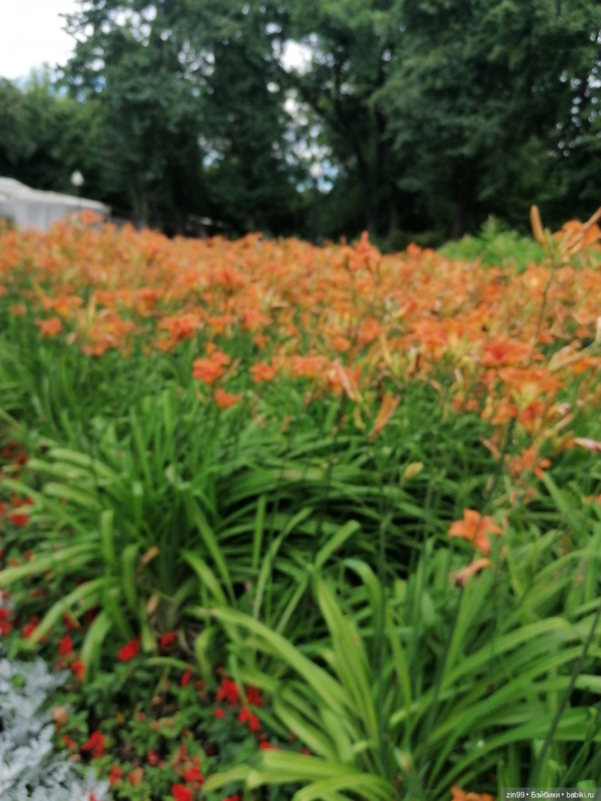 Центральный парк культуры и отдыха им. Горького! В Москве в июле (фото 2)