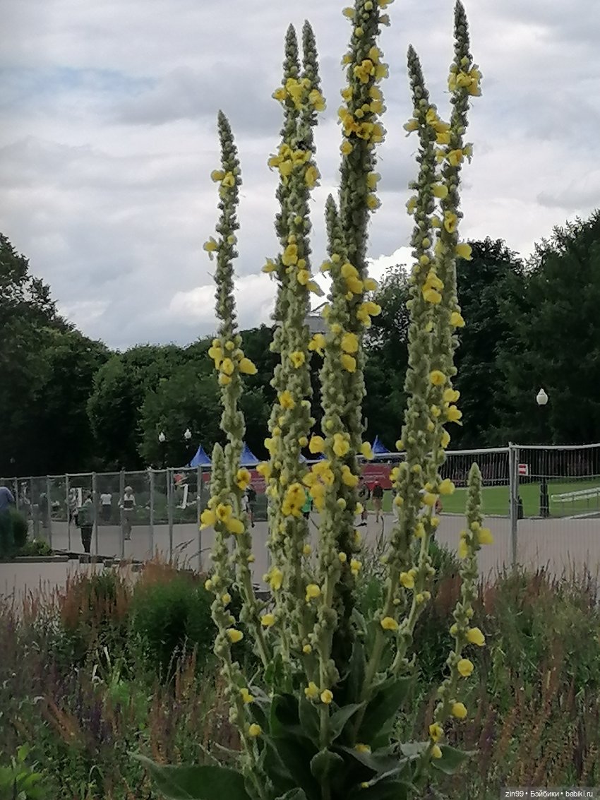 Центральный парк культуры и отдыха им. Горького! В Москве в июле