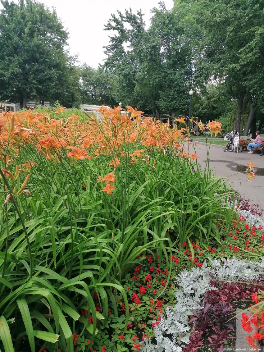 Центральный парк культуры и отдыха им. Горького! В Москве в июле (фото 6)