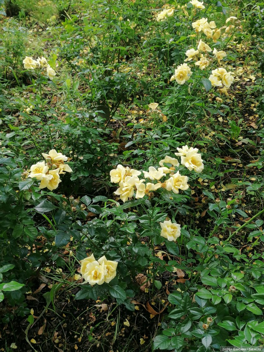 Центральный парк культуры и отдыха им. Горького! В Москве в июле