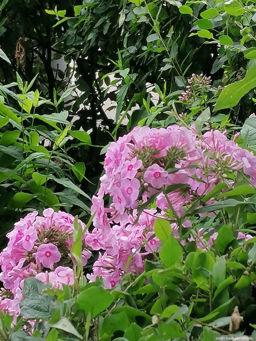 Центральный парк культуры и отдыха им. Горького! В Москве в июле