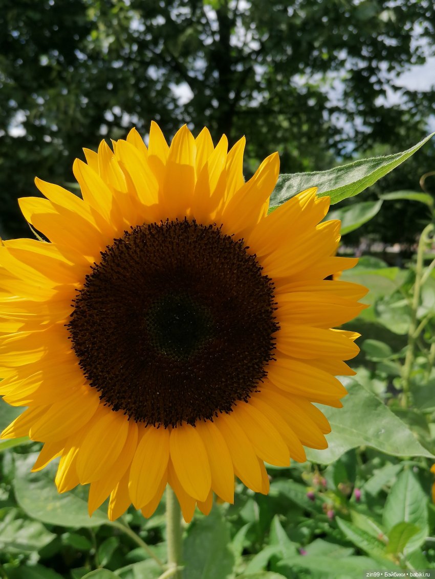 Центральный парк культуры и отдыха им. Горького! В Москве в июле