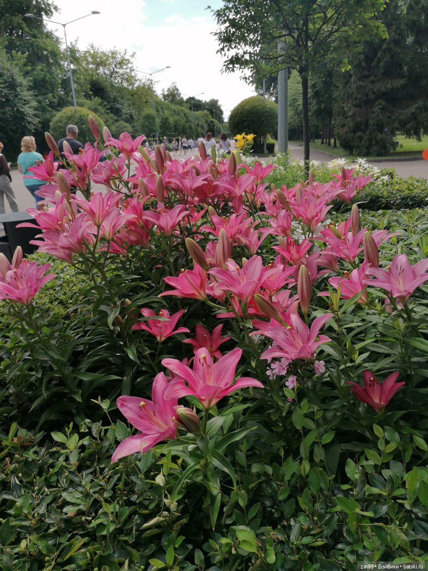 Центральный парк культуры и отдыха им. Горького! В Москве в июле