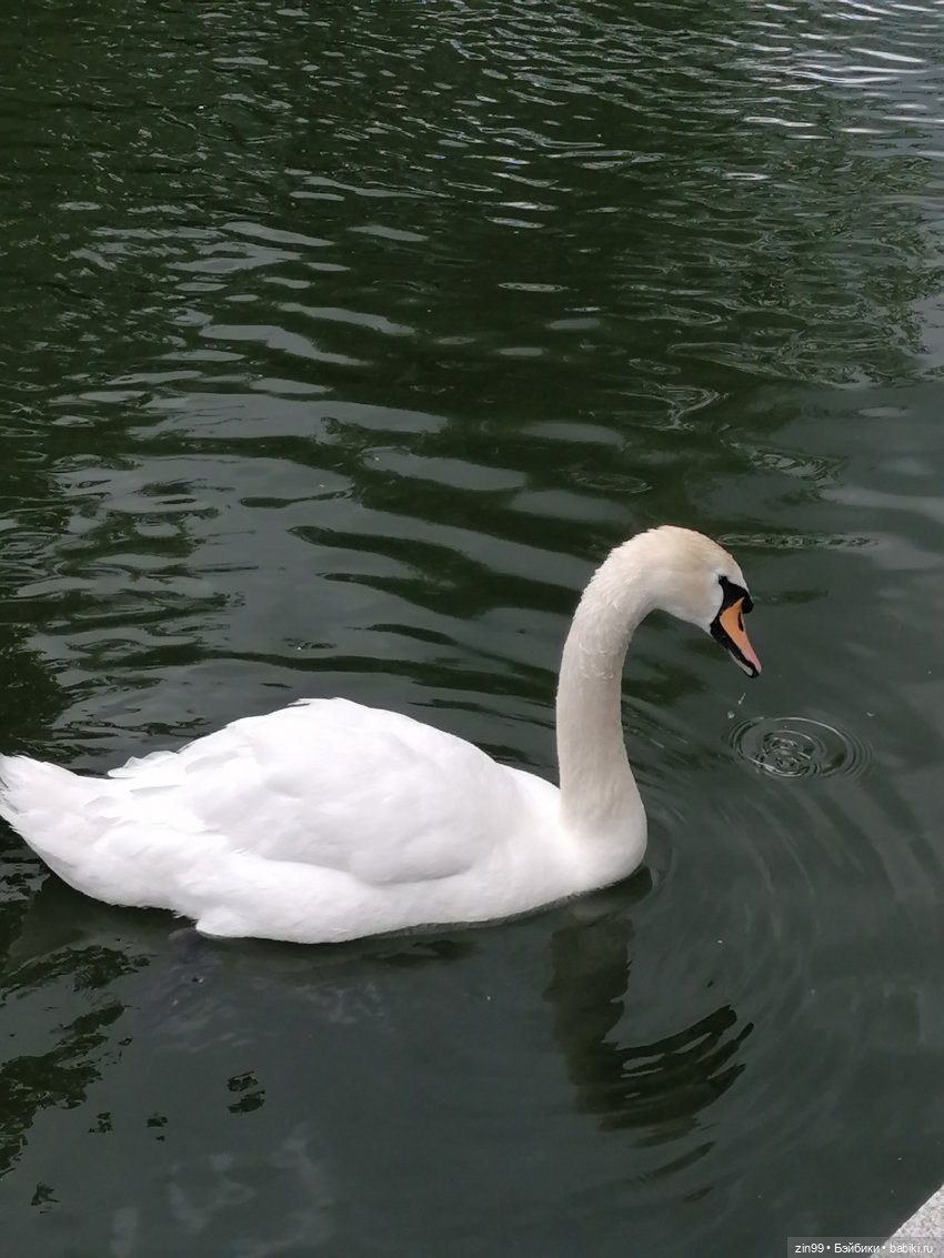 Центральный парк культуры и отдыха им. Горького! В Москве в июле