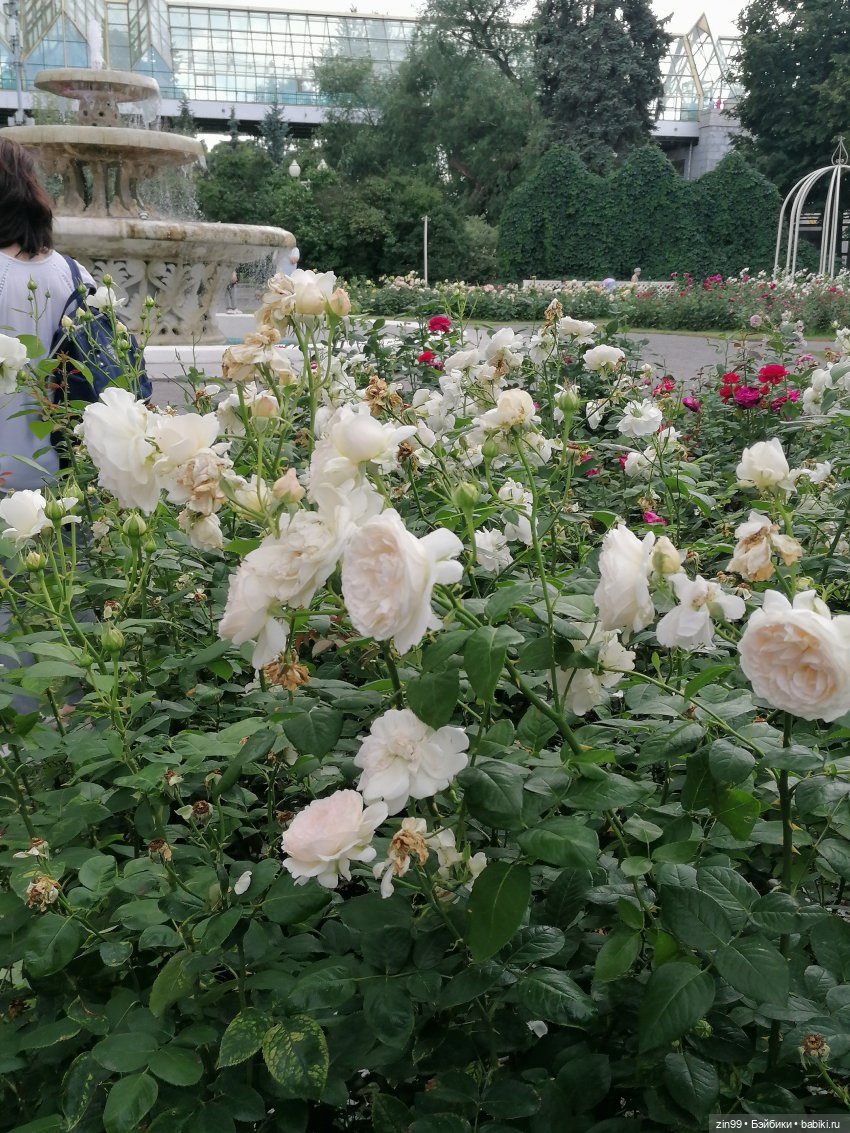 Центральный парк культуры и отдыха им. Горького! В Москве в июле