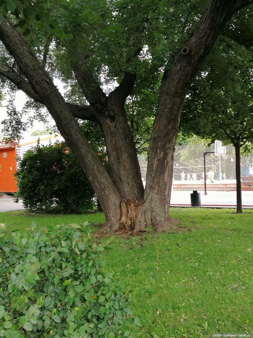 Центральный парк культуры и отдыха им. Горького! В Москве в июле