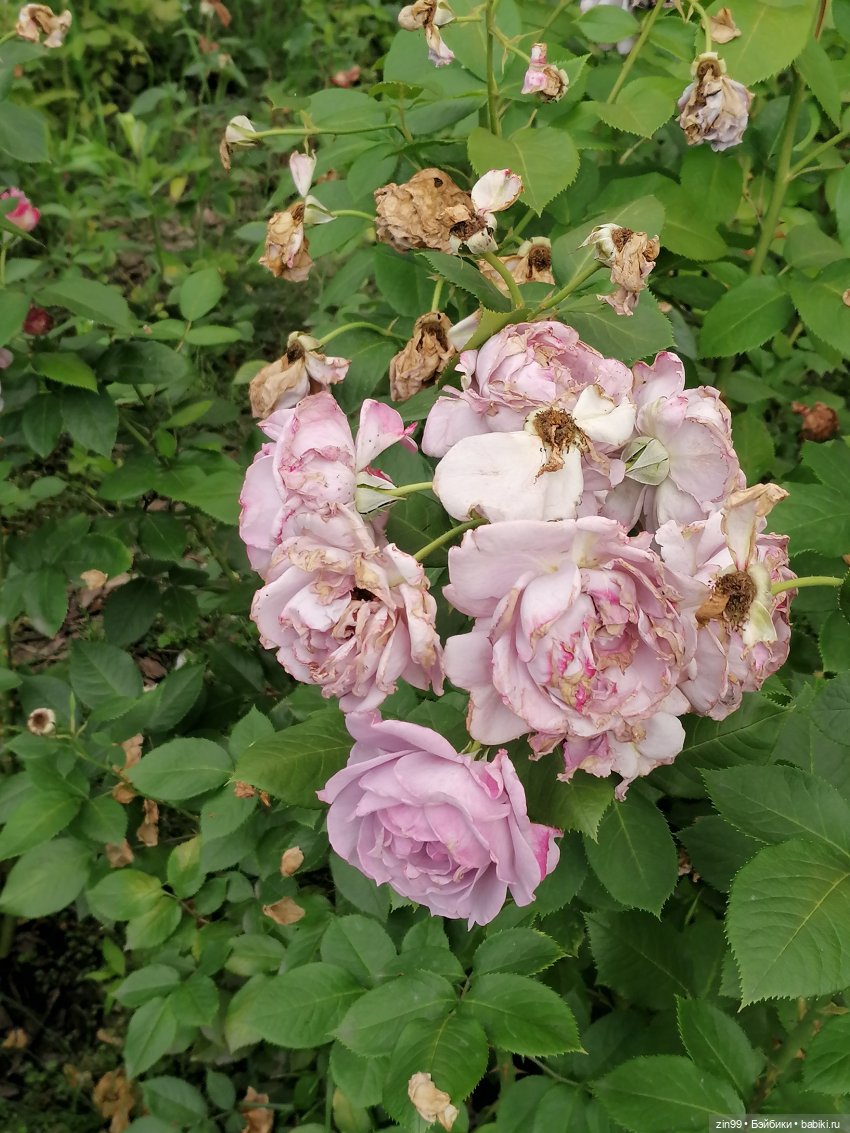 Центральный парк культуры и отдыха им. Горького! В Москве в июле