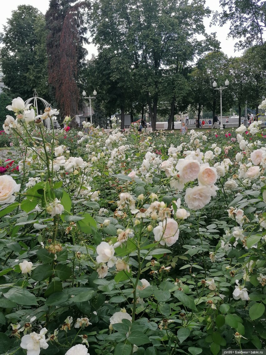 Центральный парк культуры и отдыха им. Горького! В Москве в июле