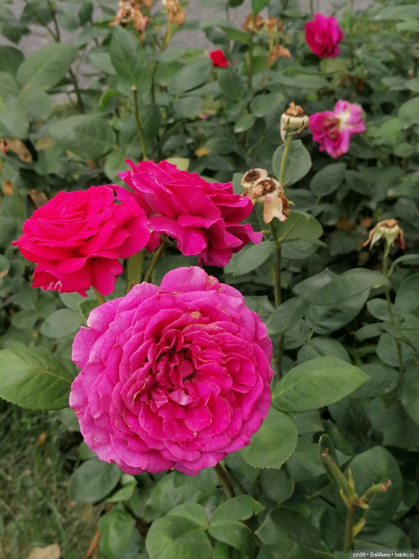 Центральный парк культуры и отдыха им. Горького! В Москве в июле