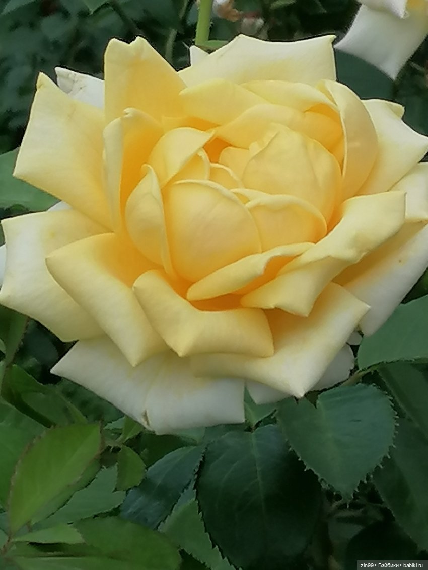 Центральный парк культуры и отдыха им. Горького! В Москве в июле