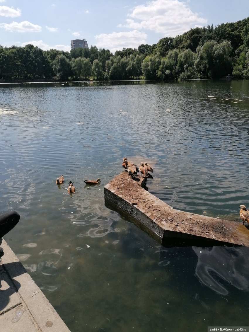 Куколки Мишелли, Michelle