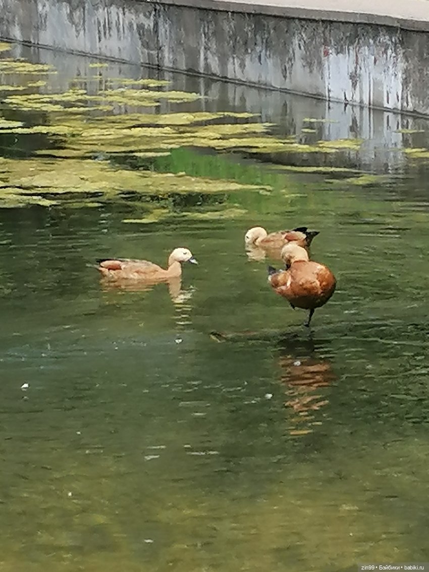 Куколки Мишелли, Michelle