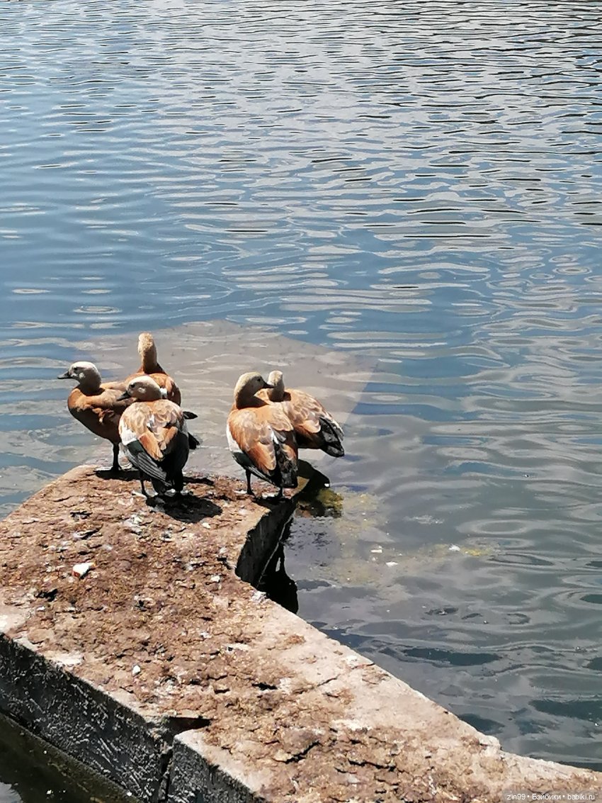 Куколки Мишелли, Michelle