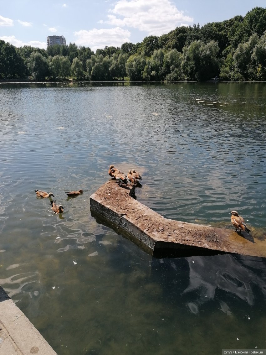 Куколки Мишелли, Michelle