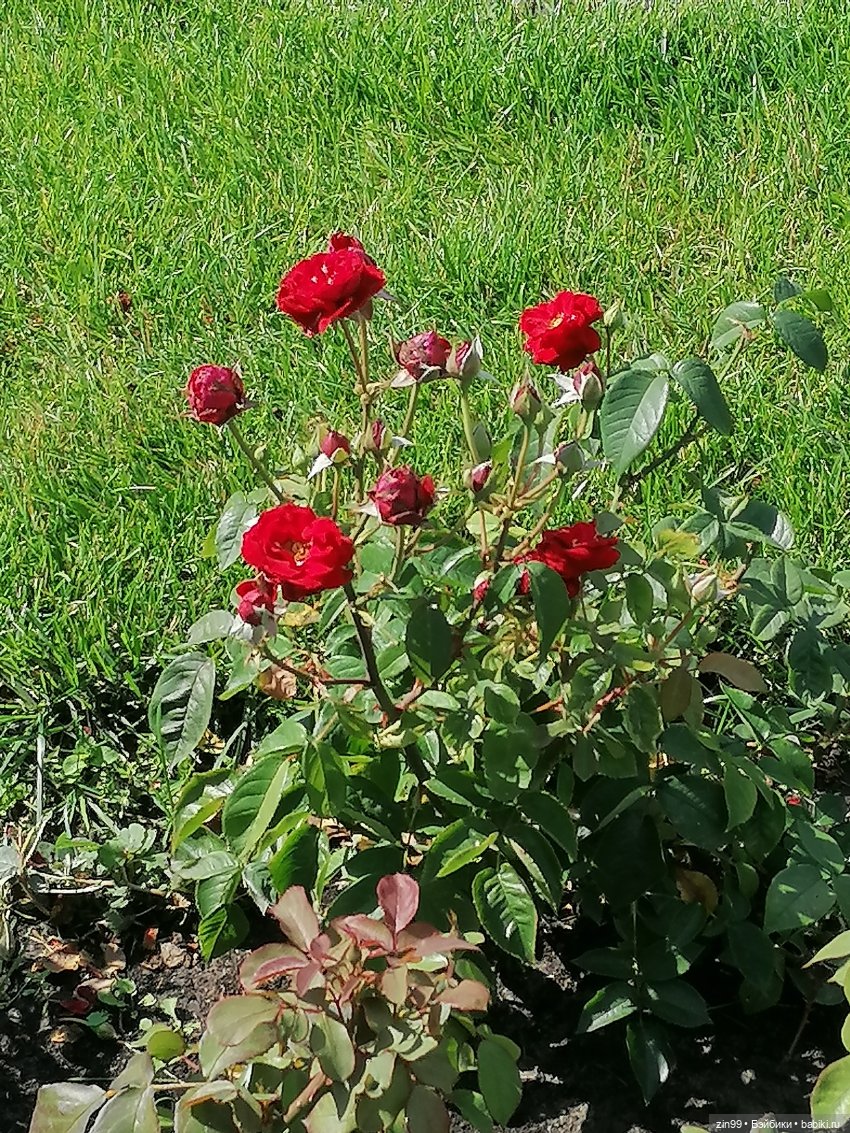 Куколки ГДР в национальных костюмах и прогулка по ВДНХ (фото 8)
