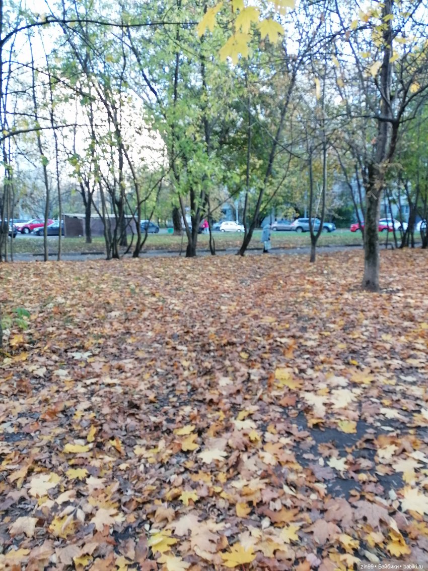 Желто-зеленая осень в октябре 2022 года