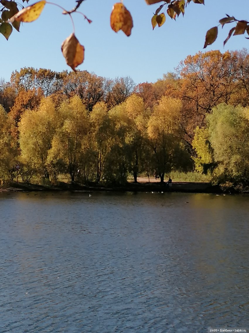 Желто-зеленая осень в октябре 2022 года