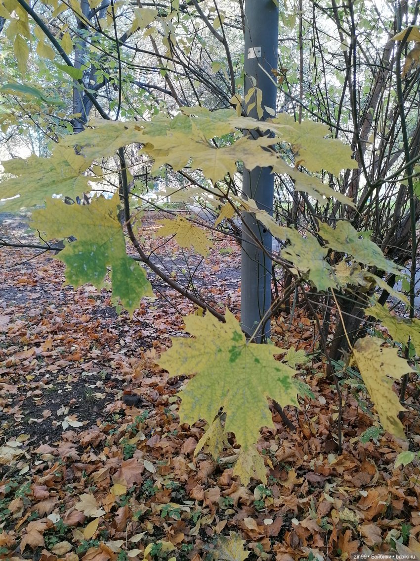 Желто-зеленая осень в октябре 2022 года (фото 3)