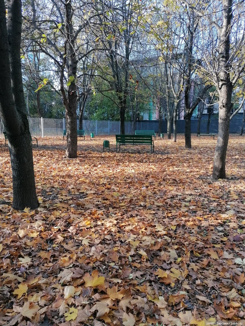 Желто-зеленая осень в октябре 2022 года (фото 6)