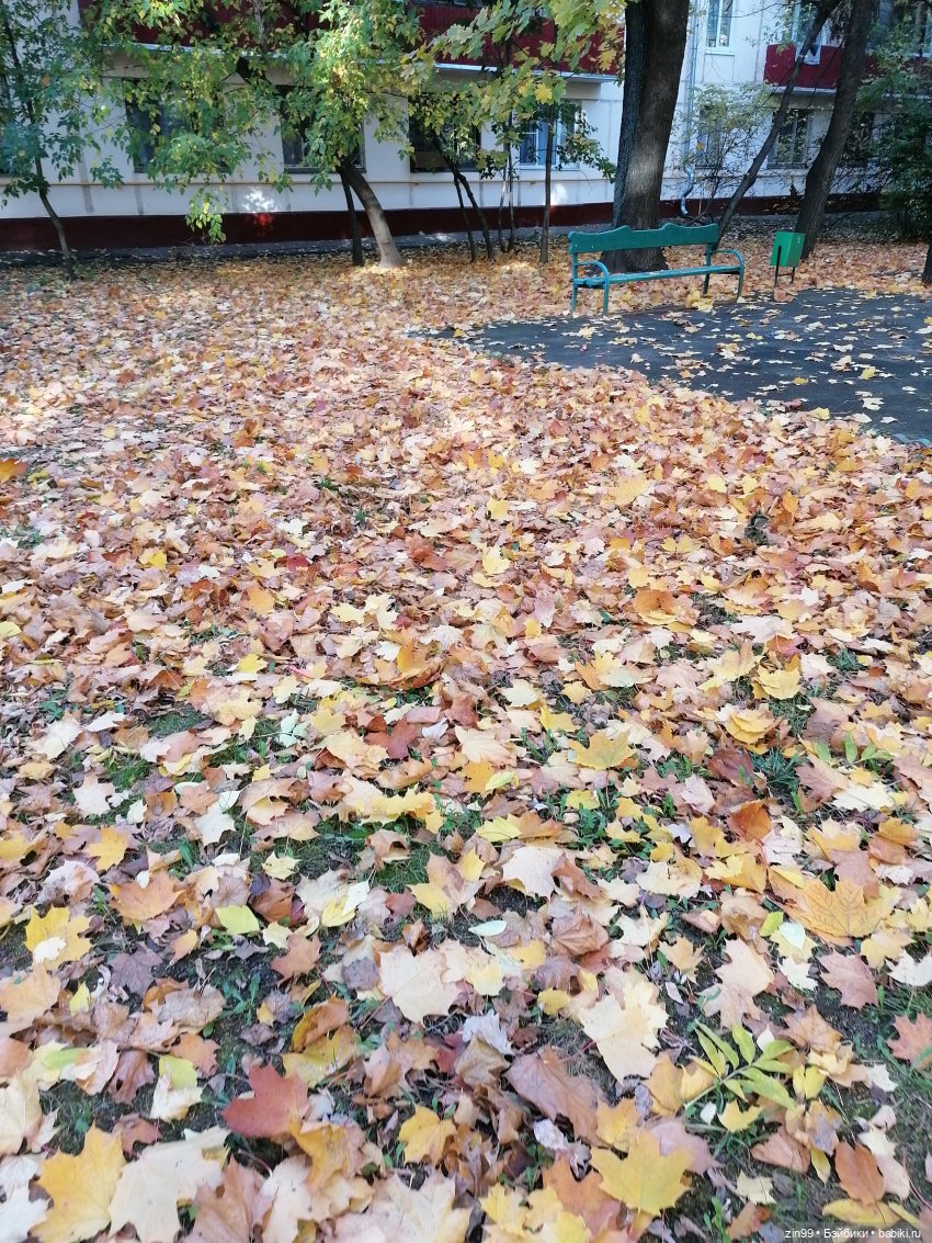 Желто-зеленая осень в октябре 2022 года (фото 2)