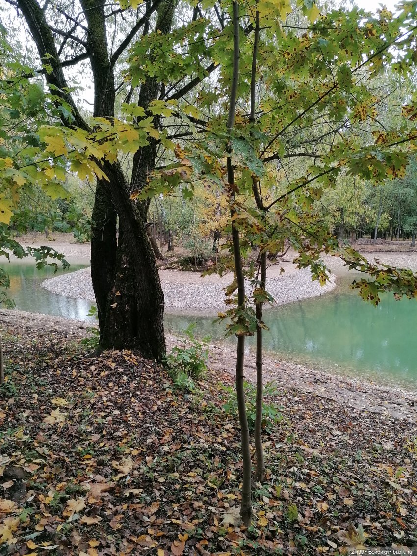 Желто-зеленая осень в октябре 2022 года (фото 7)