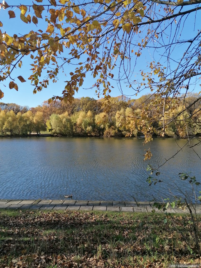 Желто-зеленая осень в октябре 2022 года