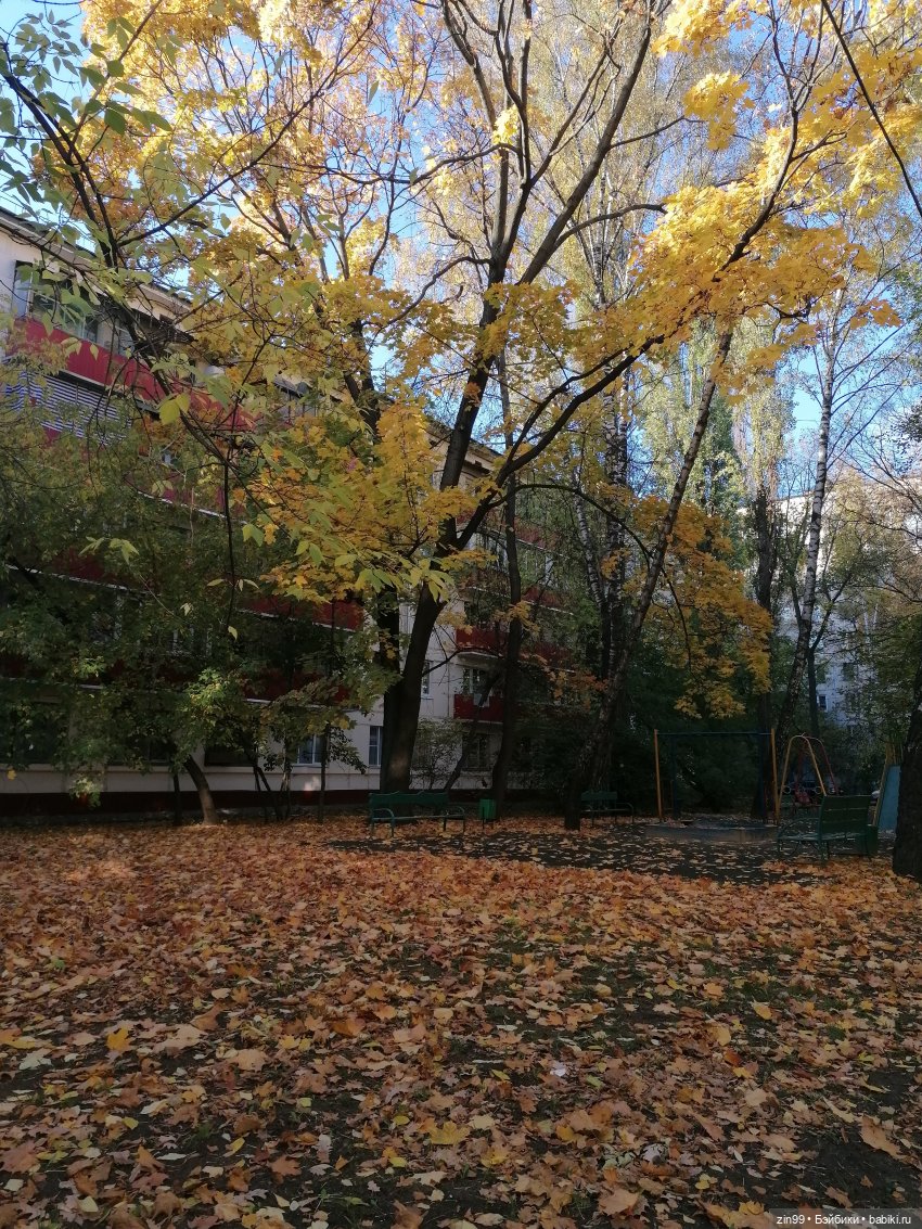 Желто-зеленая осень в октябре 2022 года